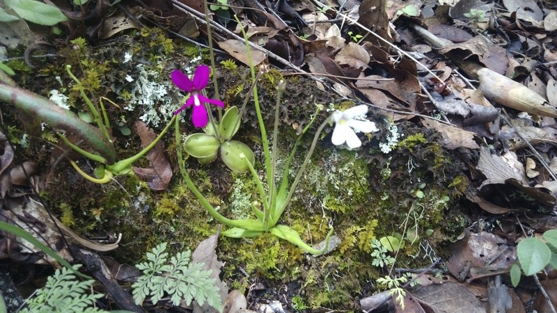 Pinguicula heterophylla photo 4