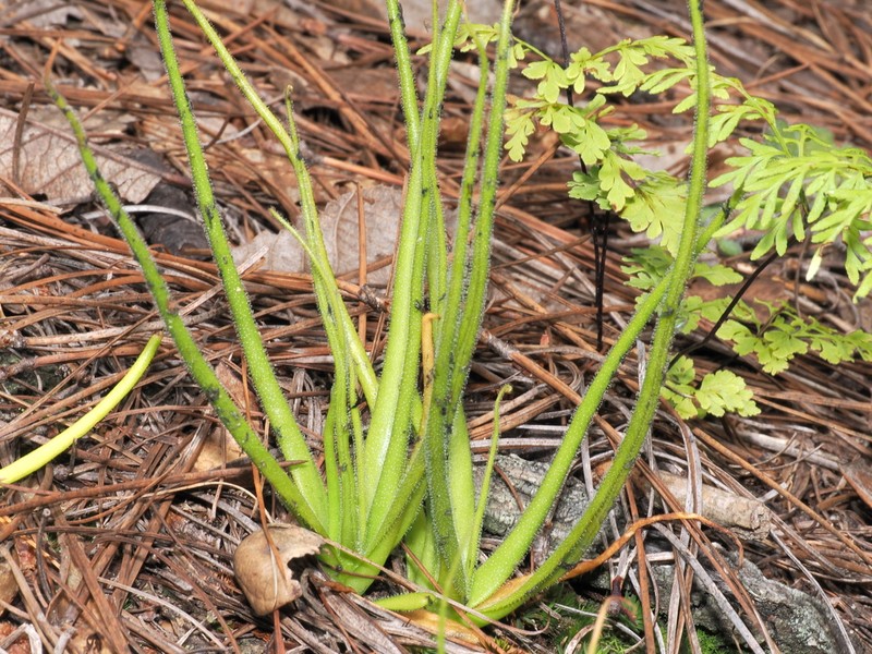 Pinguicula heterophylla photo 6