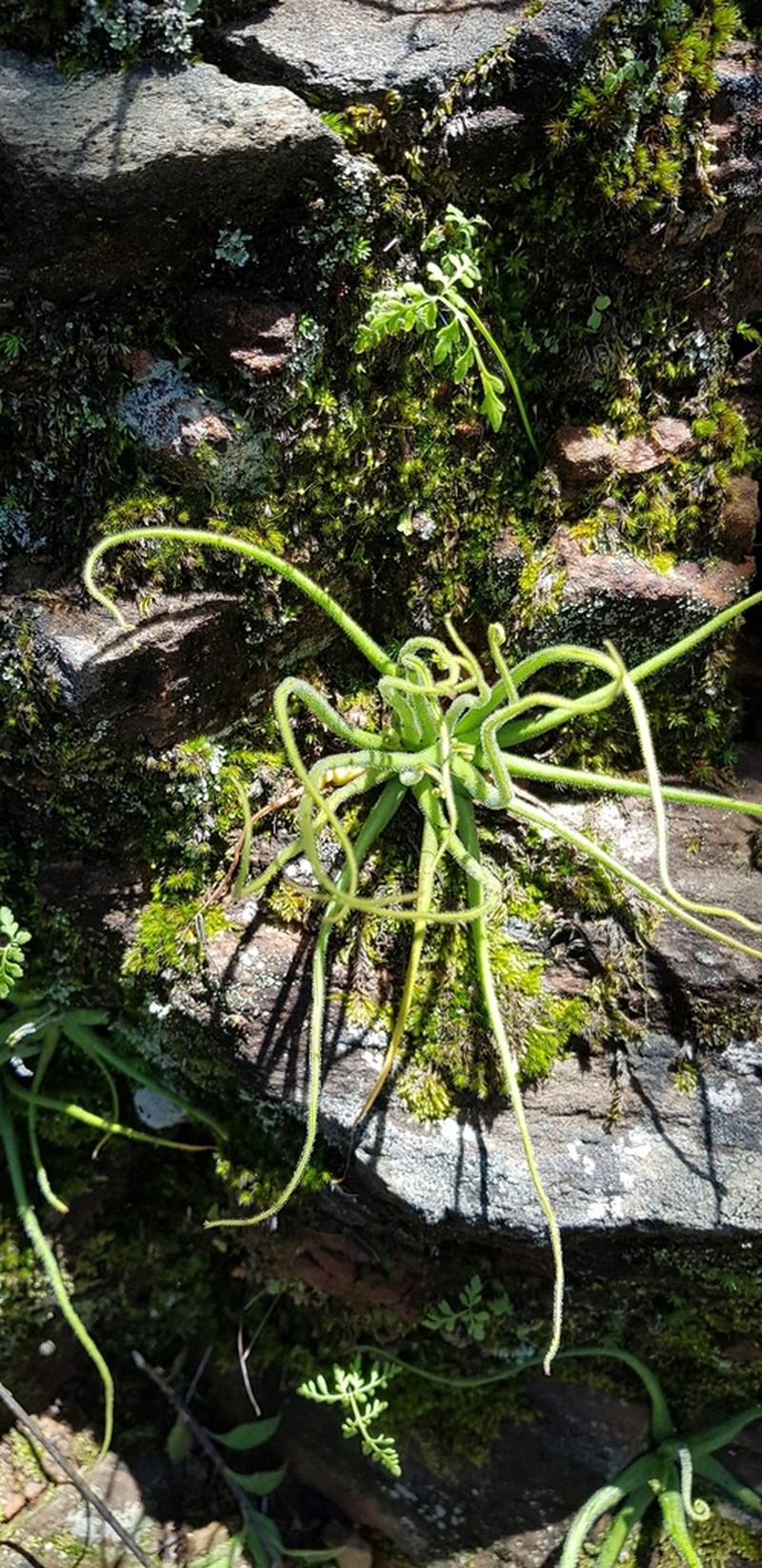 Pinguicula heterophylla photo 7