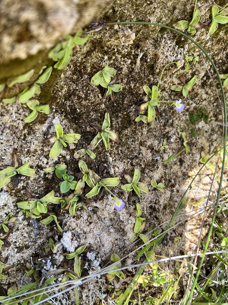 Pinguicula hirtiflora