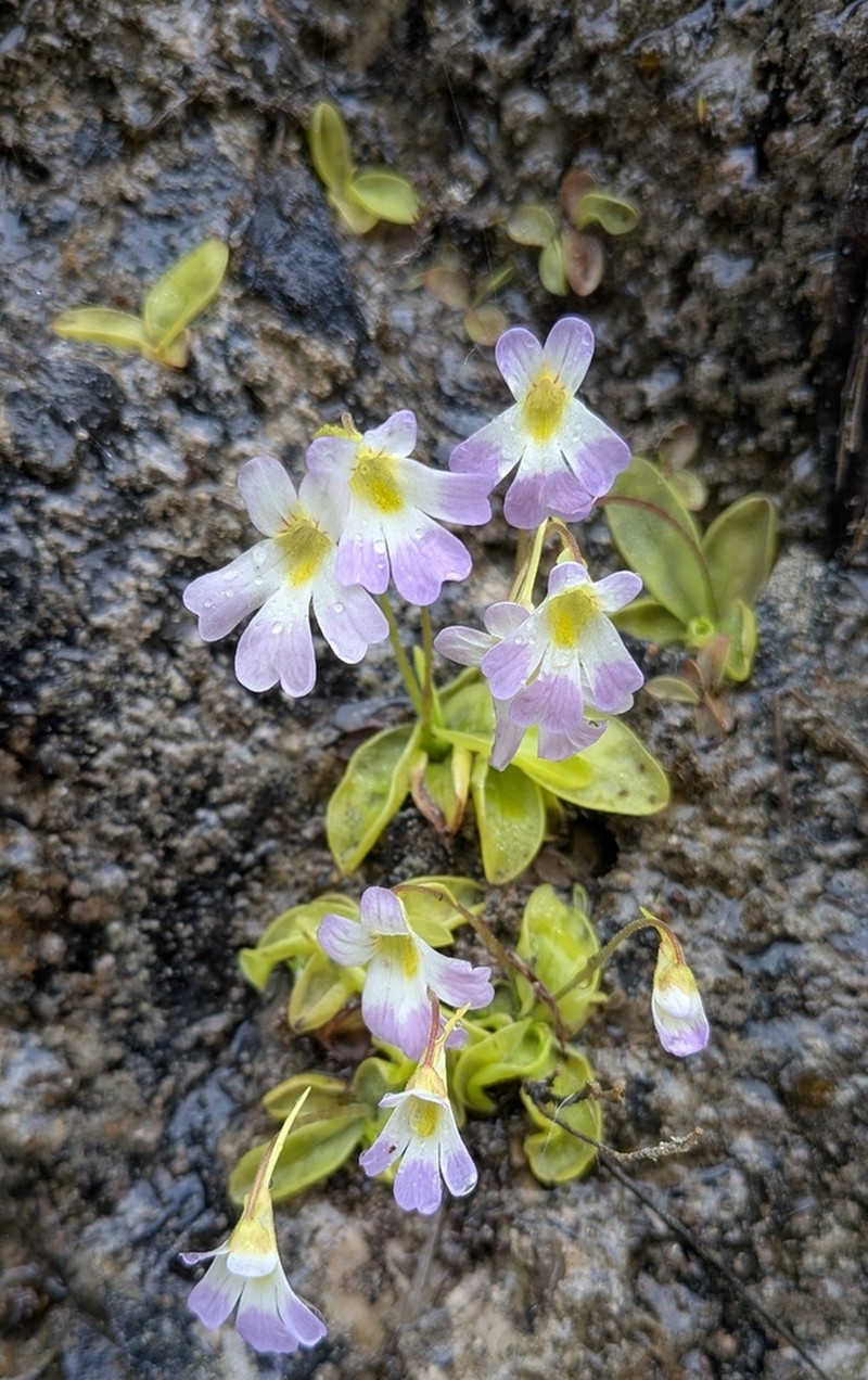 Pinguicula hirtiflora photo 2