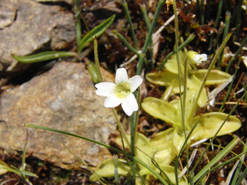 Pinguicula hirtiflora photo 3