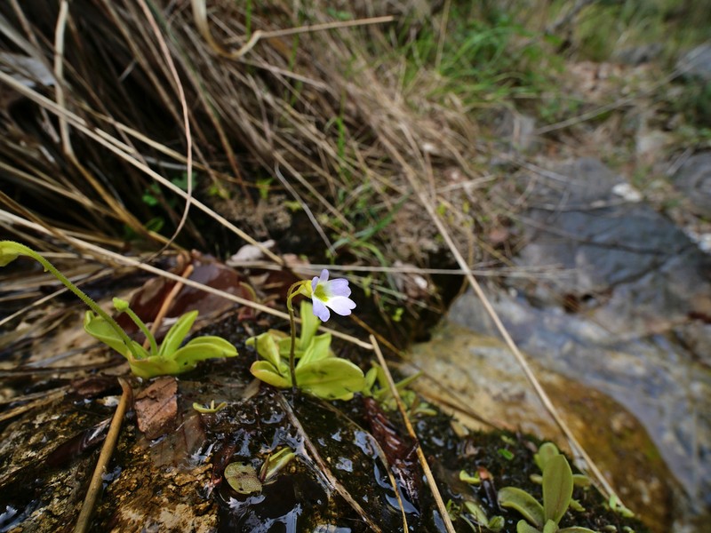 Pinguicula hirtiflora photo 4