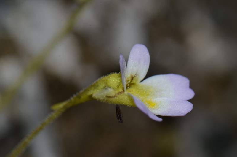 Pinguicula hirtiflora photo 5