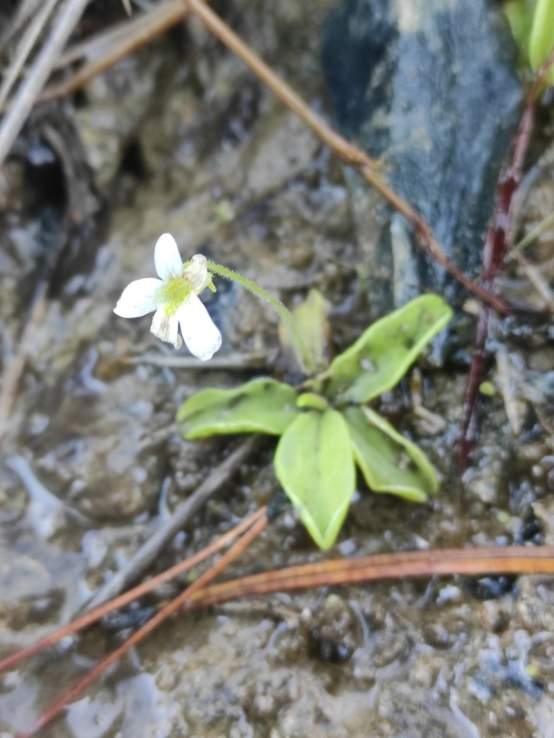 Pinguicula hirtiflora photo 6
