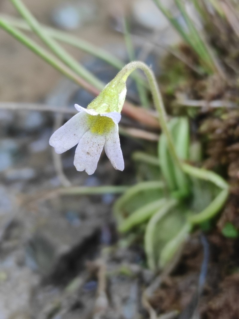 Pinguicula hirtiflora photo 7