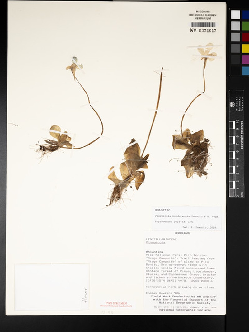 Pinguicula hondurensis