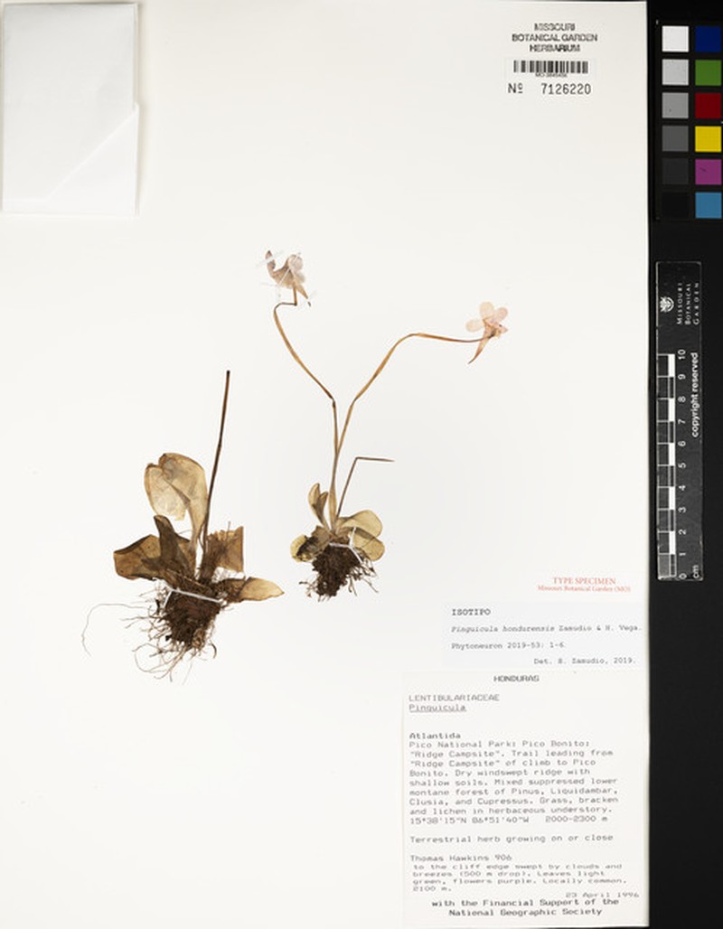 Pinguicula hondurensis photo 2