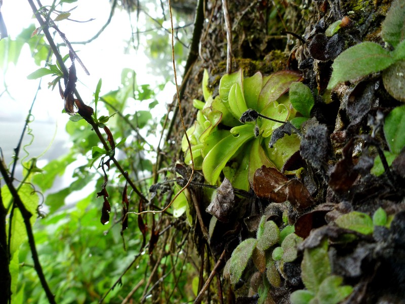 Pinguicula ibarrae photo 2