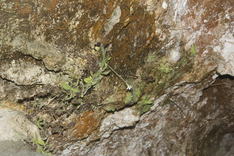Pinguicula ibarrae photo 3