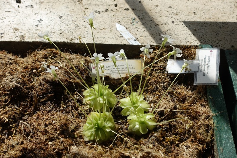 Pinguicula ibarrae