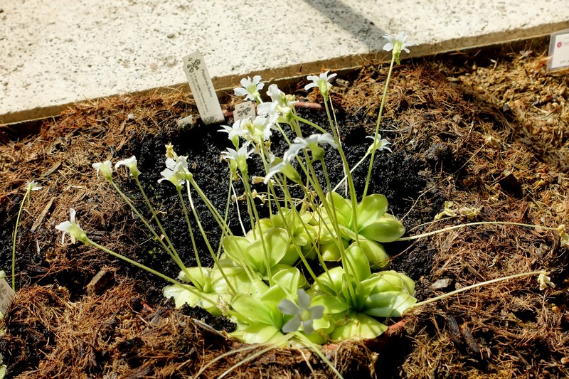 Pinguicula ibarrae photo 5