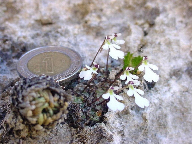 Pinguicula immaculata