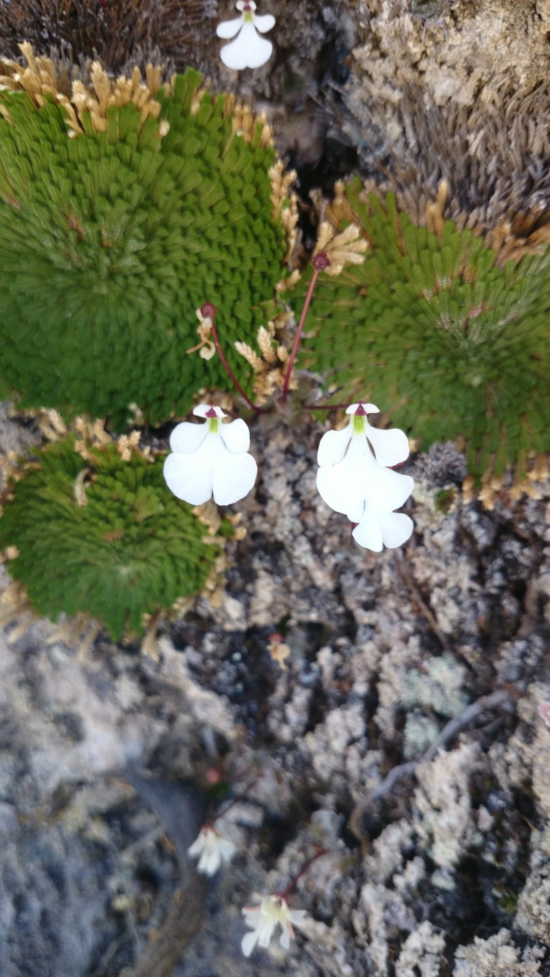 Pinguicula immaculata photo 4