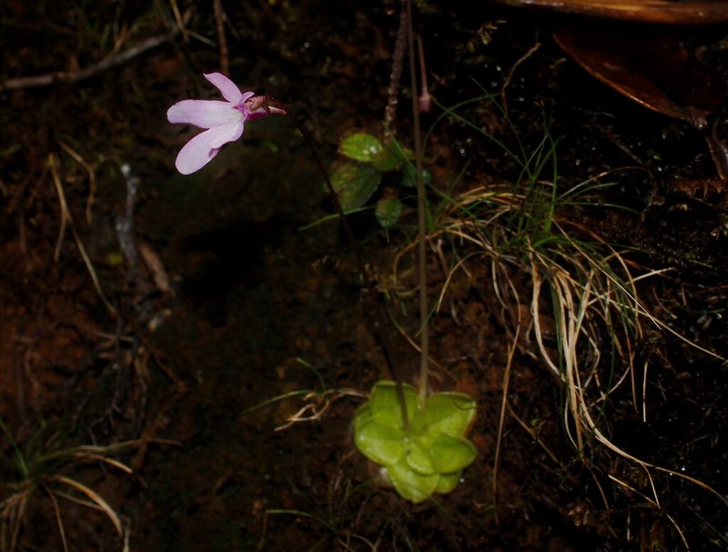Pinguicula infundibuliformis