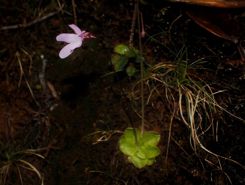 Pinguicula infundibuliformis photo 2