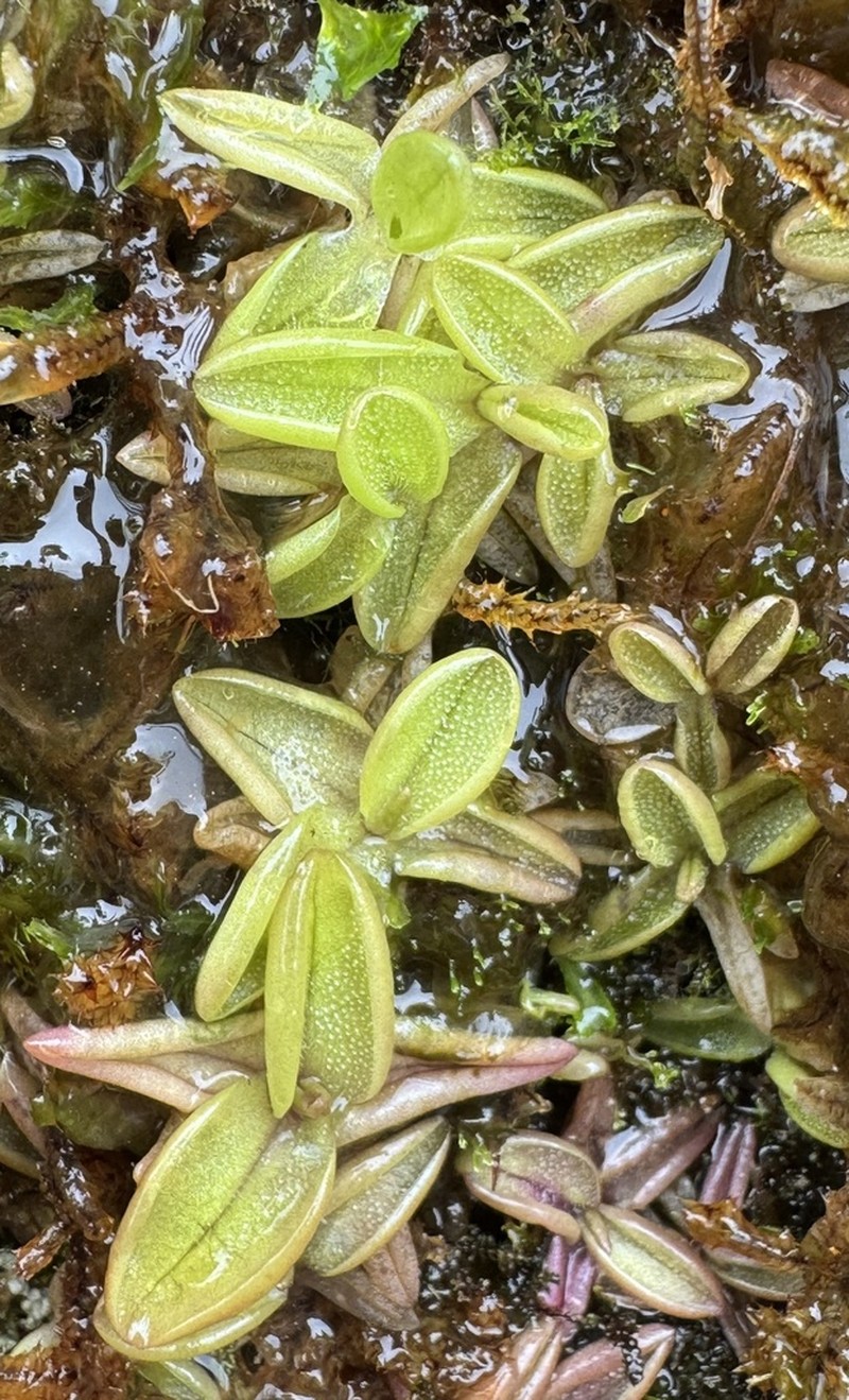 Pinguicula involuta