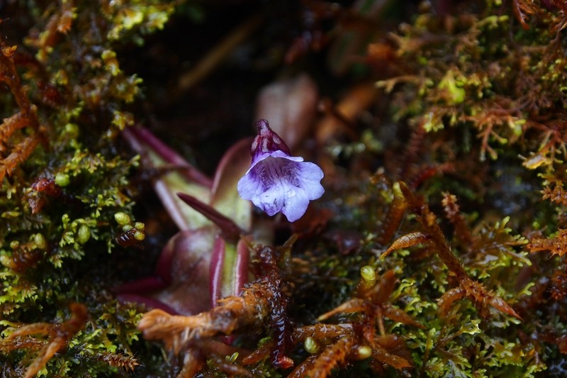 Pinguicula involuta photo 2
