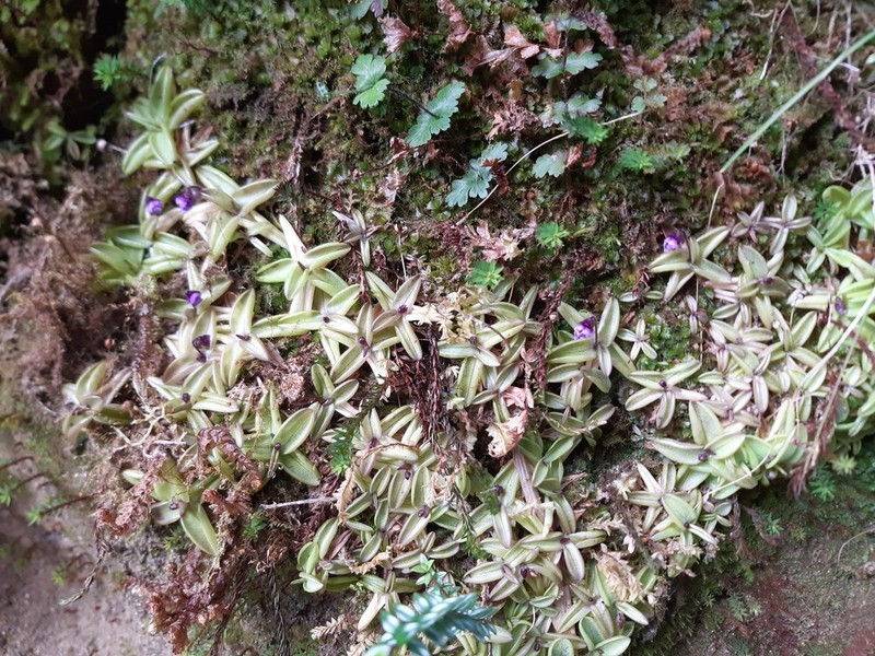 Pinguicula involuta photo 3