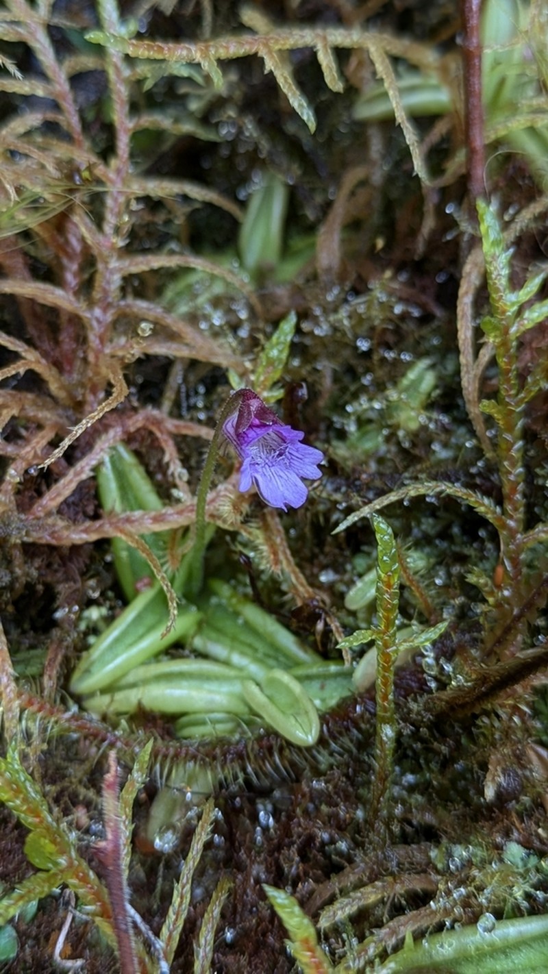 Pinguicula involuta photo 4