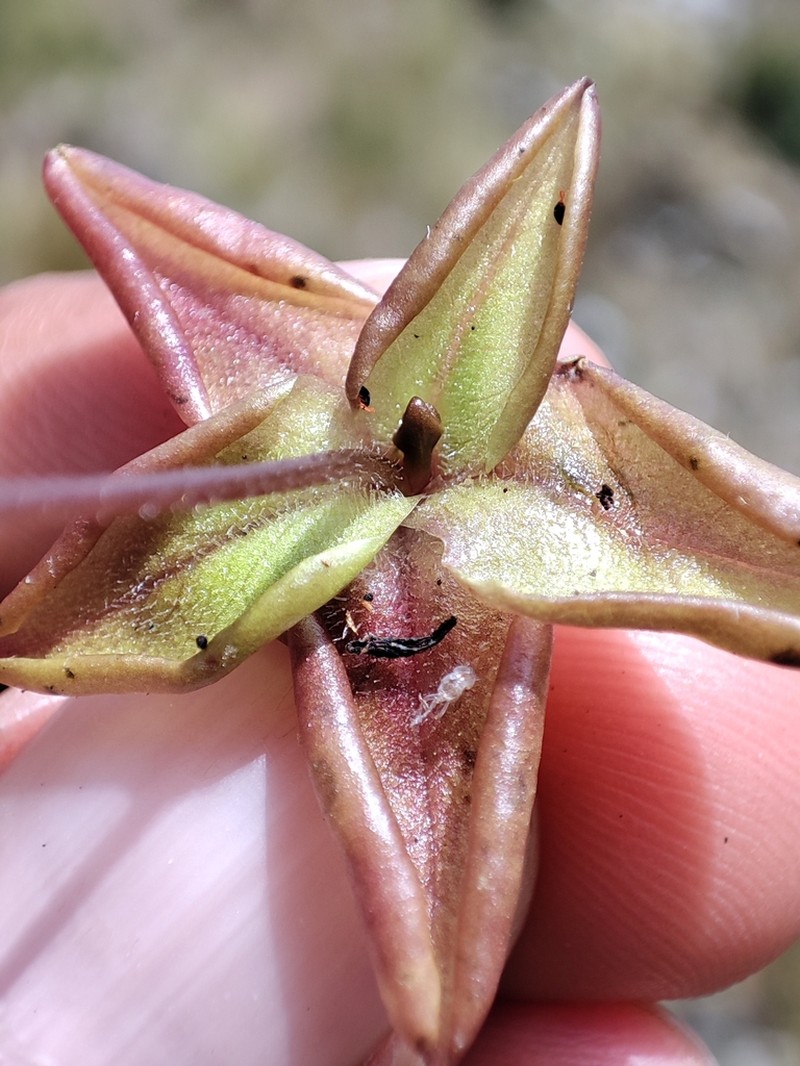 Pinguicula involuta photo 5