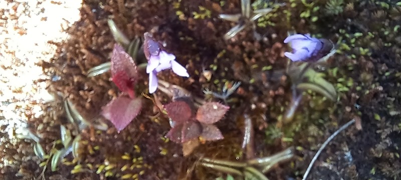 Pinguicula involuta photo 6