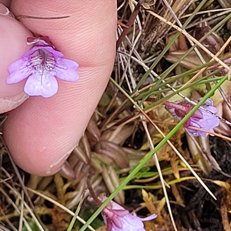 Pinguicula involuta photo 7