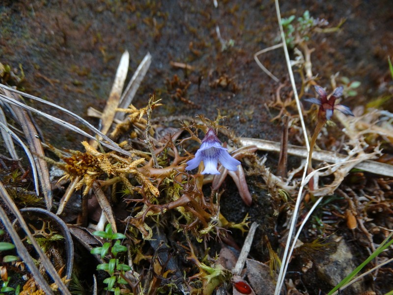 Pinguicula involuta photo 8