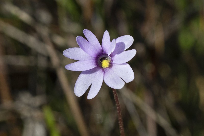 Violet Butterwort photo 3