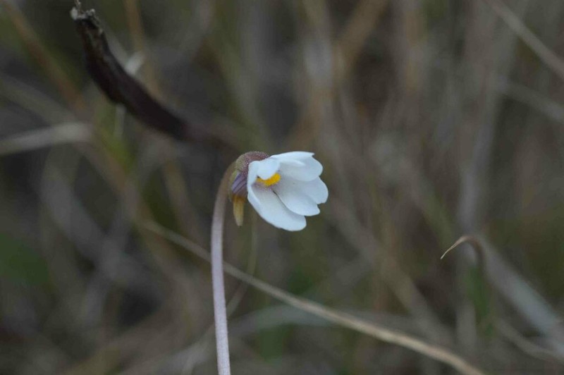 Violet Butterwort photo 4
