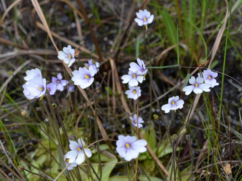 Violet Butterwort photo 5