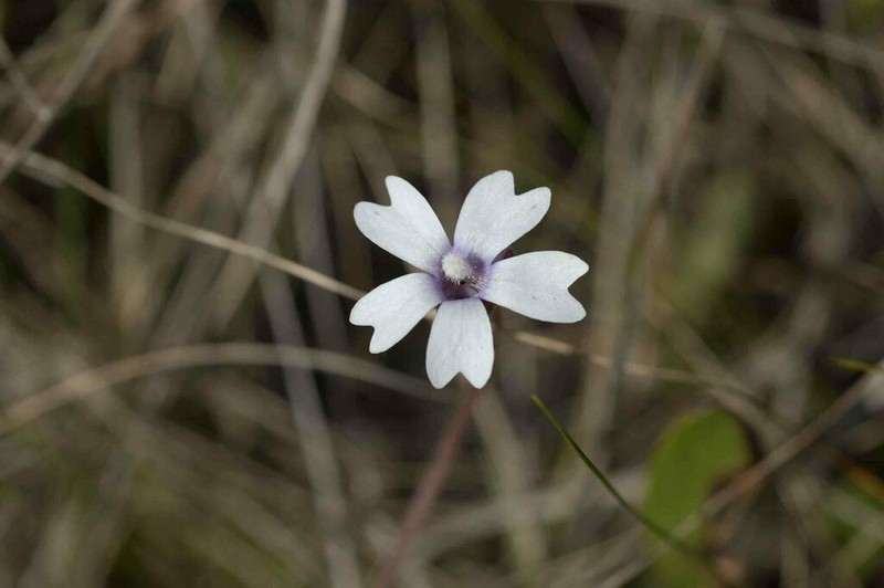 Violet Butterwort photo 6