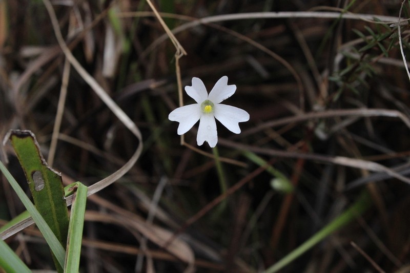 Violet Butterwort photo 7