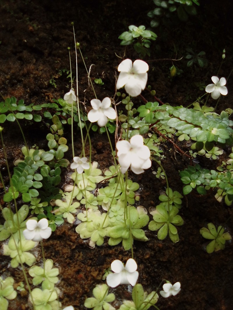 Pinguicula jaraguana photo 2