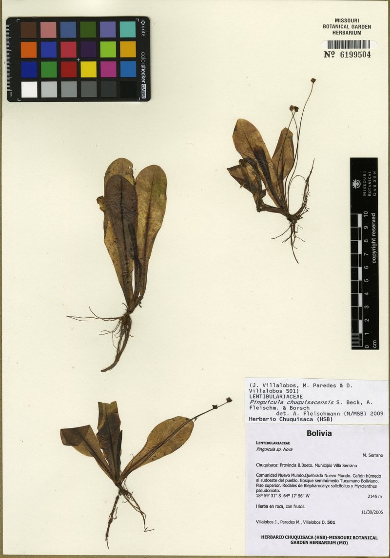 Pinguicula jarmilae