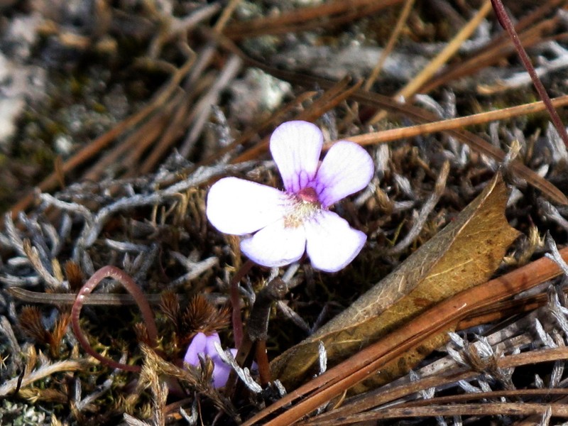 Pinguicula jaumavensis photo 3