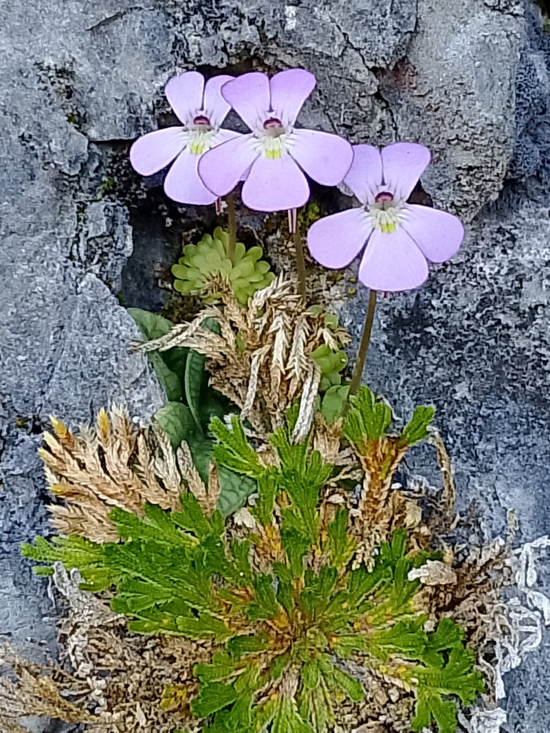 Pinguicula jaumavensis photo 5