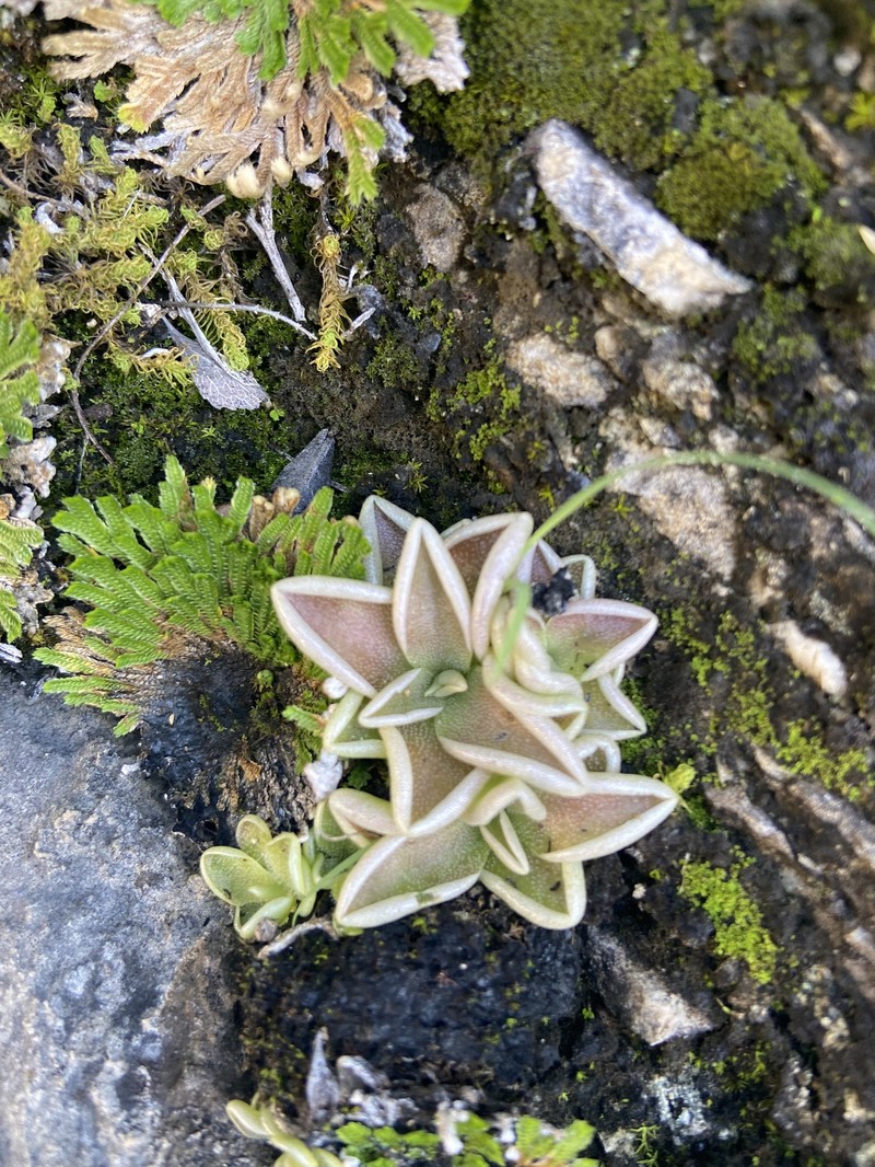 Pinguicula jaumavensis photo 6