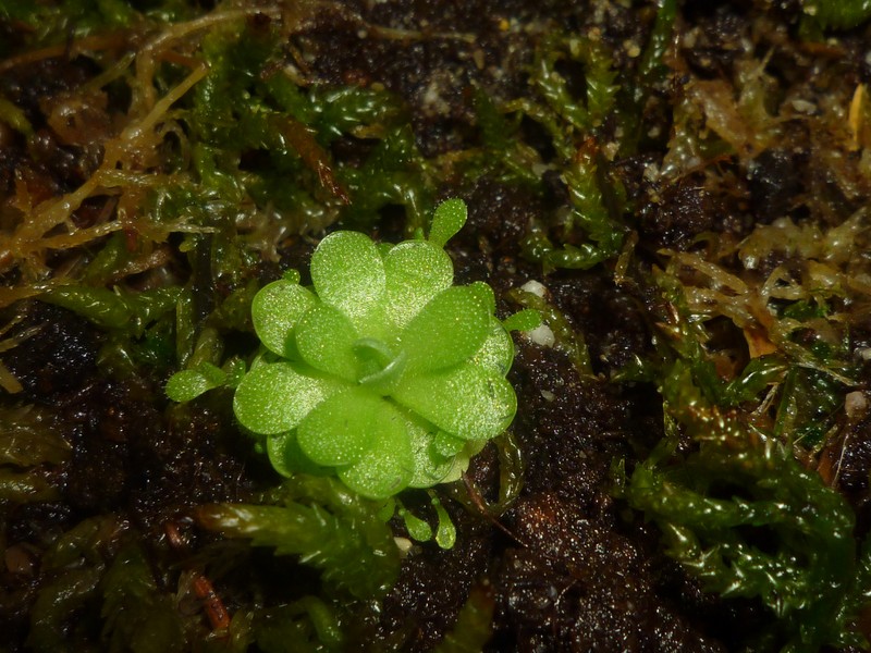 Pinguicula jaumavensis