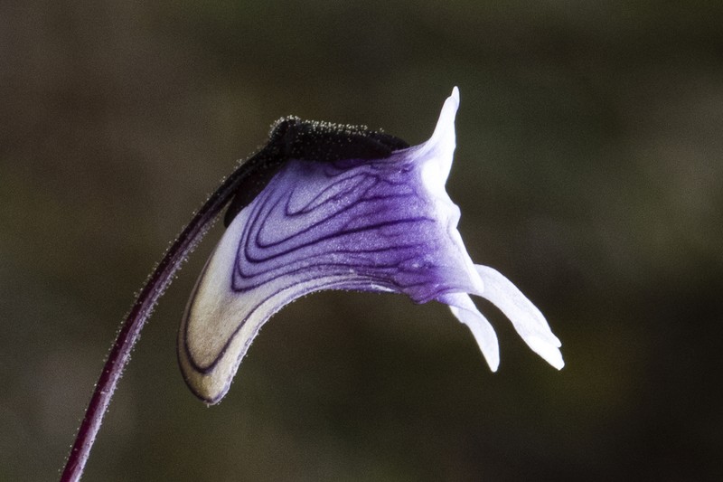 Pinguicula jimburensis