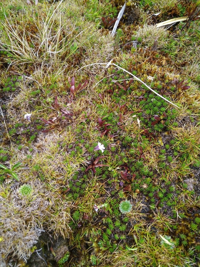 Pinguicula jimburensis photo 2