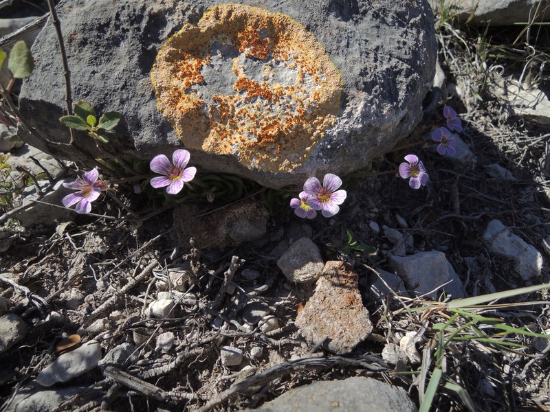 Pinguicula kondoi