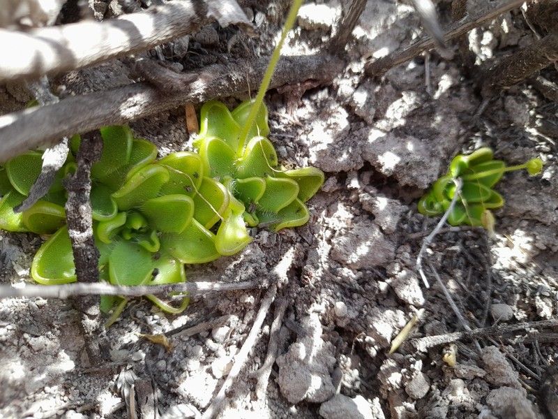 Pinguicula kondoi photo 2