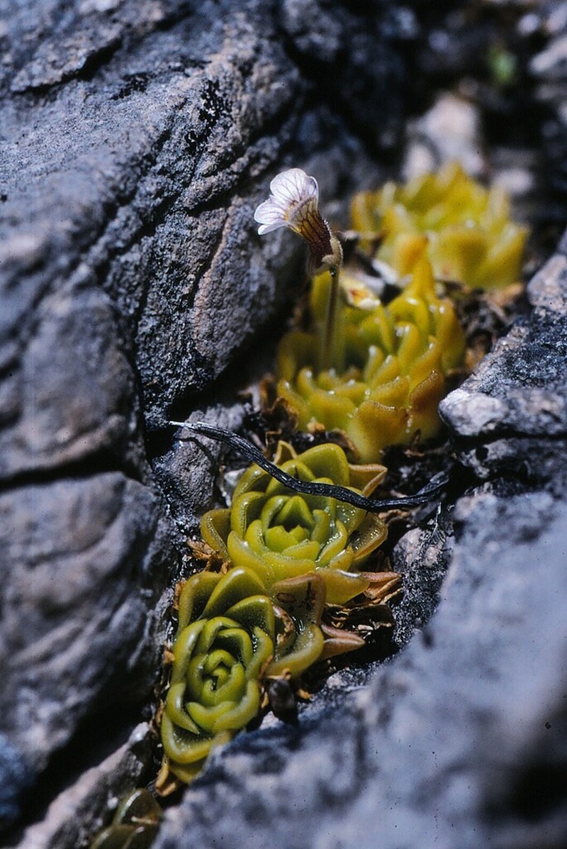 Pinguicula kondoi photo 4