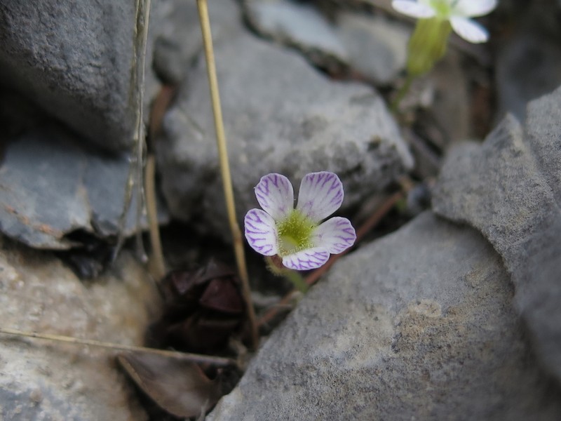 Pinguicula kondoi photo 5
