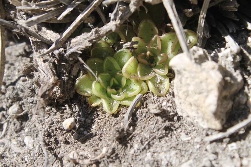 Pinguicula kondoi photo 6