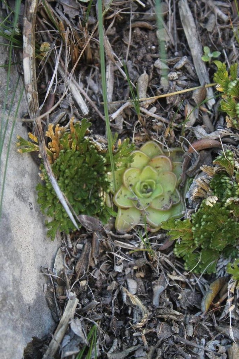 Pinguicula kondoi photo 7