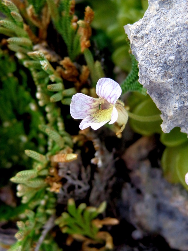 Pinguicula kondoi photo 8