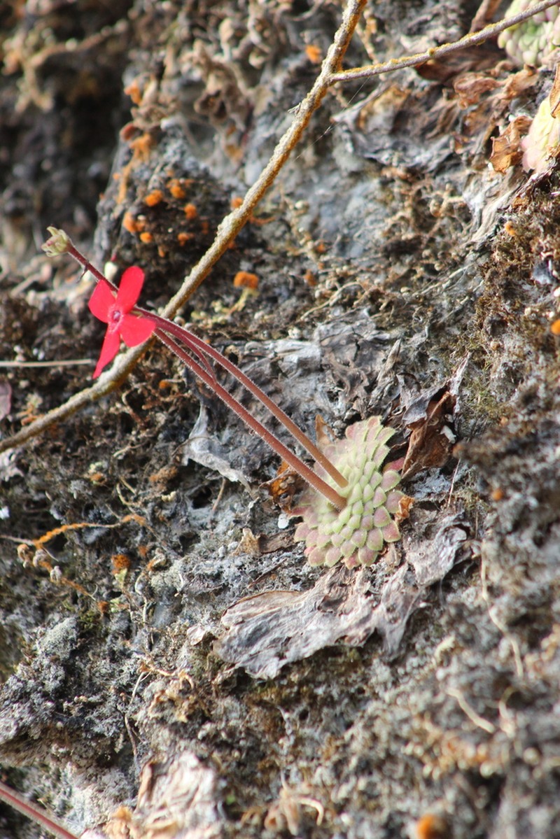 Pinguicula laueana