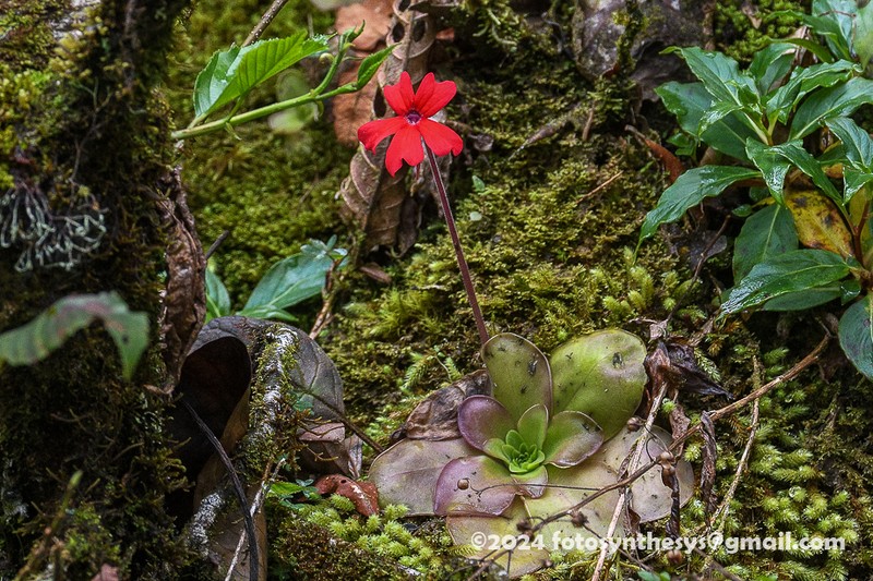 Pinguicula laueana photo 2